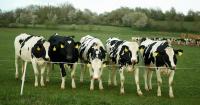 More than 1200 Scottish farmers face BPS payment hold due to FFIS checks