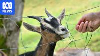 Girl's death after petting zoo visit 'very rare', health authorities say