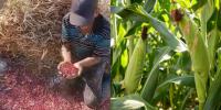 El Salvador Boosts Corn and Bean Production to Strengthen Food Security and Stabilize Prices
