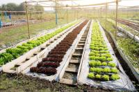 Agricultural franchise: How to earn passive income through turnkey farming