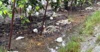 Record Kaohsiung rainfall causes NT$77 million in agricultural losses