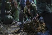 Kenya steps up crocodile hunt as rising lakes fuel conflict
