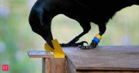 Researchers trained 8 crows to use a vending machine, then removed the model they had been copying; 6 of 8 succeeded, suggesting crows can rely on memory alone
