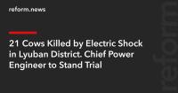 21 Cows Killed by Electric Shock in Lyuban District. Chief Power Engineer to Stand Trial