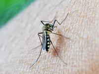 Sri Lanka’s Fight Against Dengue Fever