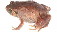 Madagascar's elusive diamond frogs hid 7 species scientists never knew existed