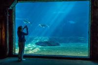 ‘Too much’: South Africans react to new uShaka Marine World prices