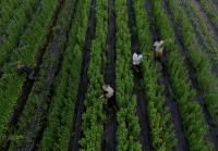 Farmers go nocturnal as deadly heat intensifies