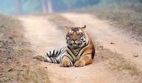 Human-Wildlife Coexistence Protects Lemurs, Tigers, and Elephants Across Three Continents