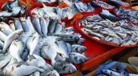 Tunisia: trade Balance for fishery products posts TND 66.7 million surplus