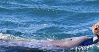 WATERLINE: Dolphins on the hunt