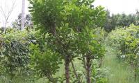 Paraguay Targets Türkiye And Azerbaijan For Yerba Mate Market Expansion