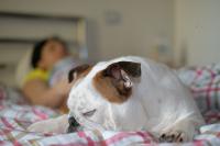 Best Dog Bed Buddies 2026: These are the 10 breeds of adorable dog it's a dream to sleep next to - including the loving Maltese 🐶