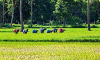 Why delta farmers are unhappy despite CM Vijay releasing Cauvery water from Mettur dam