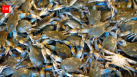Blue Crabs took over Italy’s coastal waters and crushed its Clam industry, scientists are now turning to Octopuses
