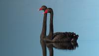 Clemenger lands $1m contract for government bird flu campaign