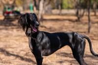 From Steppe Hunting to the World Dog Show: Kazakhstan Marks First Tazy and Tobet Day