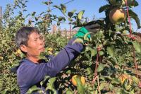 Among the fruits of joint orchard in Kyrgyzstan: Chinese apples