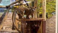 Welcome to Paradise: New Islands exhibit opens at Idaho Falls Zoo