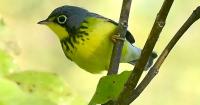Canada warbler is a colorful, fleeting visitor to New England