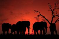 Botswana parliament passes gambling bill retaining proposal to lower age to 18