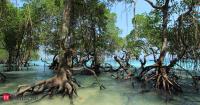 This coastal region in Costa Rica lost its mangrove forests. Now 12,000 seedlings and restored water channels are bringing them back