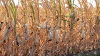 President Calls for Stronger Food Self-sufficiency as Drought Threat Grows