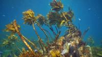 Maine’s disappearing kelp forests are changing the reef microbiome itself