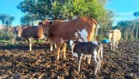 Tough times, hardy cattle: Why Mzansi farmers are choosing Nguni
