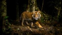 From seizure to sentence: Weak prosecution leaves tigers vulnerable to trafficking in Southeast Asia: Report