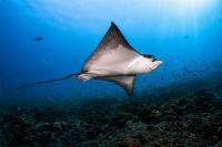 HOLIDAY INN RESORT KANDOOMA MALDIVES CELEBRATES THIRD ANNUAL MANTA MONTH