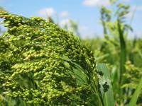 Producing quality food millets during drought