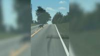 VIDEO | Black bear spotted crossing road in Henry County, Kentucky