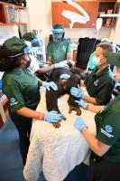 Former lab chimpanzees get ‘head to toe’ health checks at Liberia sanctuary