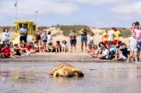 Children help rescued loggerhead turtle return to the sea in Fuerteventura