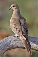 Mississippi dove season opens Saturday, with public hunting opportunities available