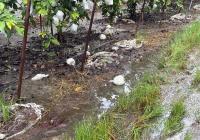 Record Kaohsiung rain causes NT$77 million in agricultural losses