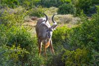 South Africa’s new gold rush: Big promises, closed books in new carbon frontier