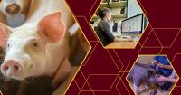 Three new studies aim to strengthen U.S. swine industry