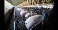 Enhancing sow health, livability with increased vitamin D3 supplementation