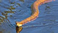 How to tell a copperhead from a cottonmouth in Georgia 