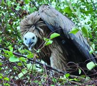 Third vulture chick ringed in Cyprus