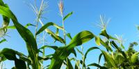 Agriculture relies on fossil fuels. It’s costing us.