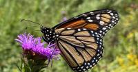 Kansas will see an increase in monarch butterflies this fall