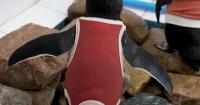 Injured Penguins In Chile Wearing Copper Vests To Help Them Heal