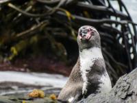 Chile: biodiversity expanding after eradicating rat and rabbit pests on Atacama and Coquimbo islands