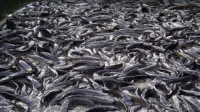 LASCAFAN commends FG’s aquaculture committee, seeks standardisation