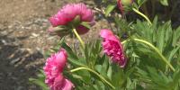 Healthy Living with Northern Light Health: Therapeutic benefits of gardening