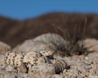 Why You Can't Keep A Rattlesnake or Tarantula You Find In Arizona