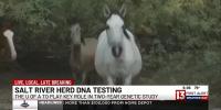 U of A researchers join study to protect Arizona’s iconic Salt River wild horses